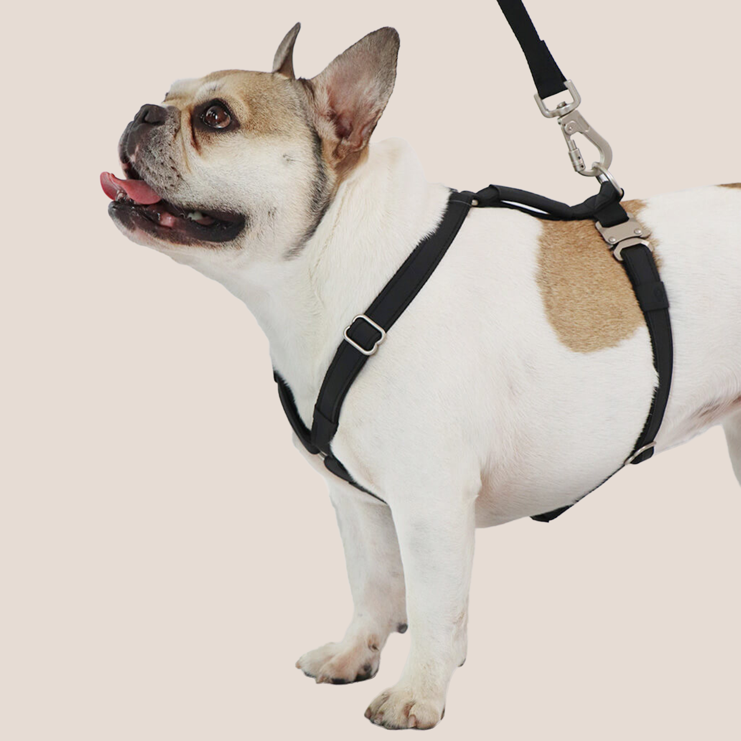 QISU Harnesses