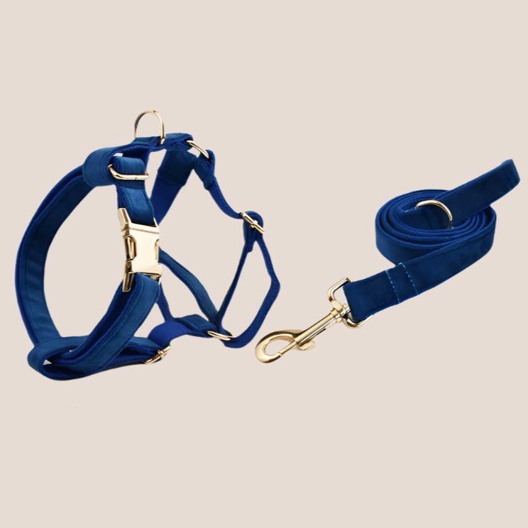 Royal Blue Velvet Engraved Pet Set