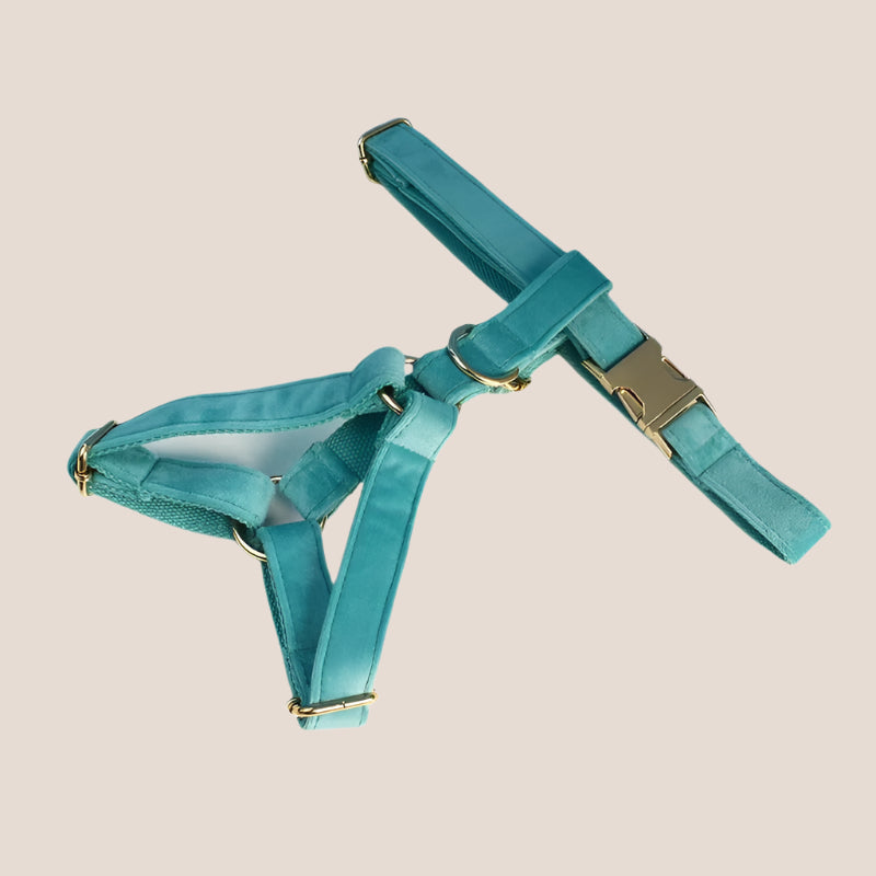 Turquoise Velvet Engraved Pet Set