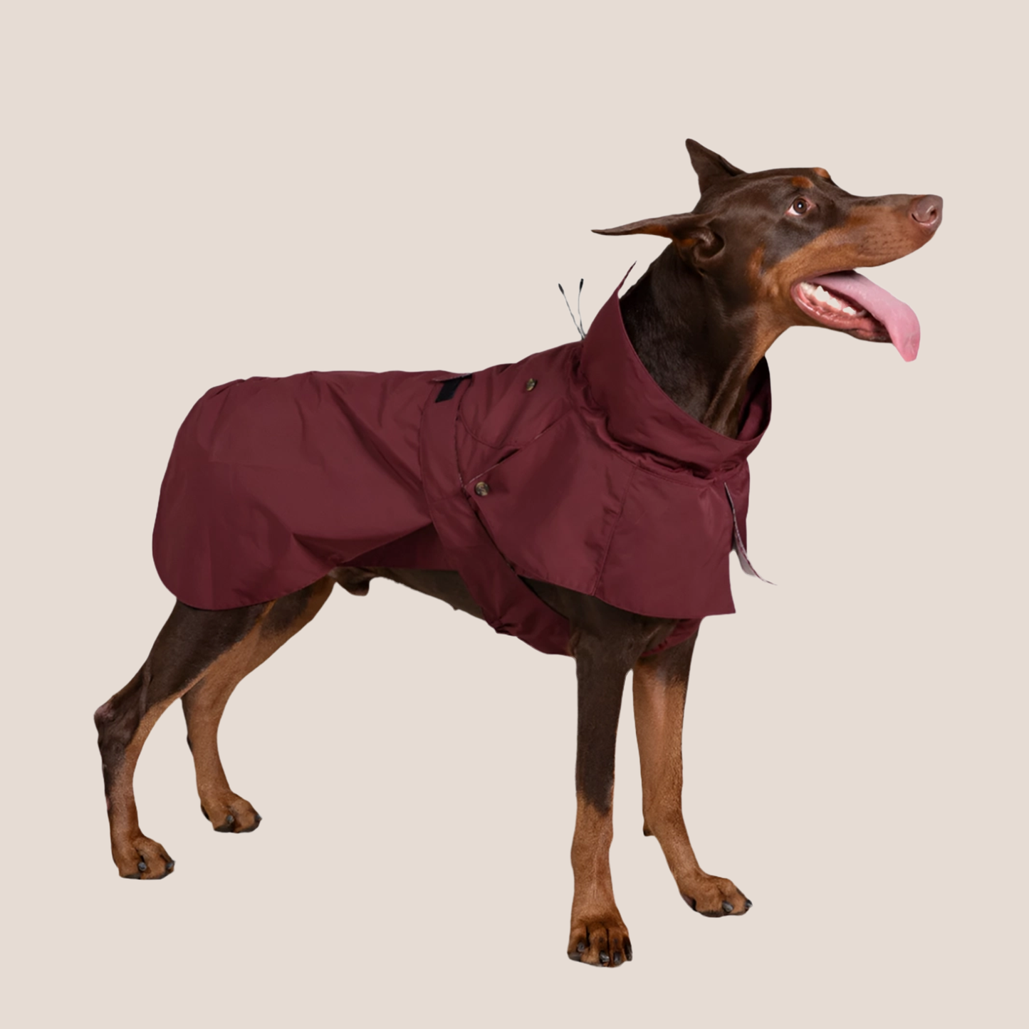 Timeless Pet Trench Coat