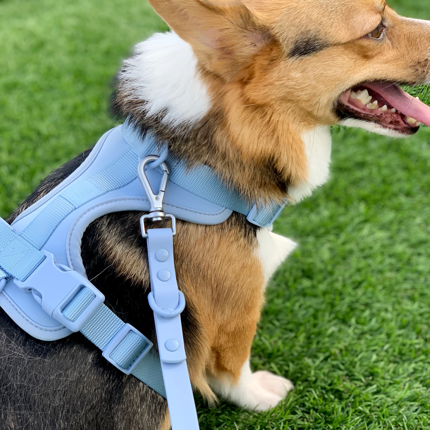 COME HERE BUDDY - Harness