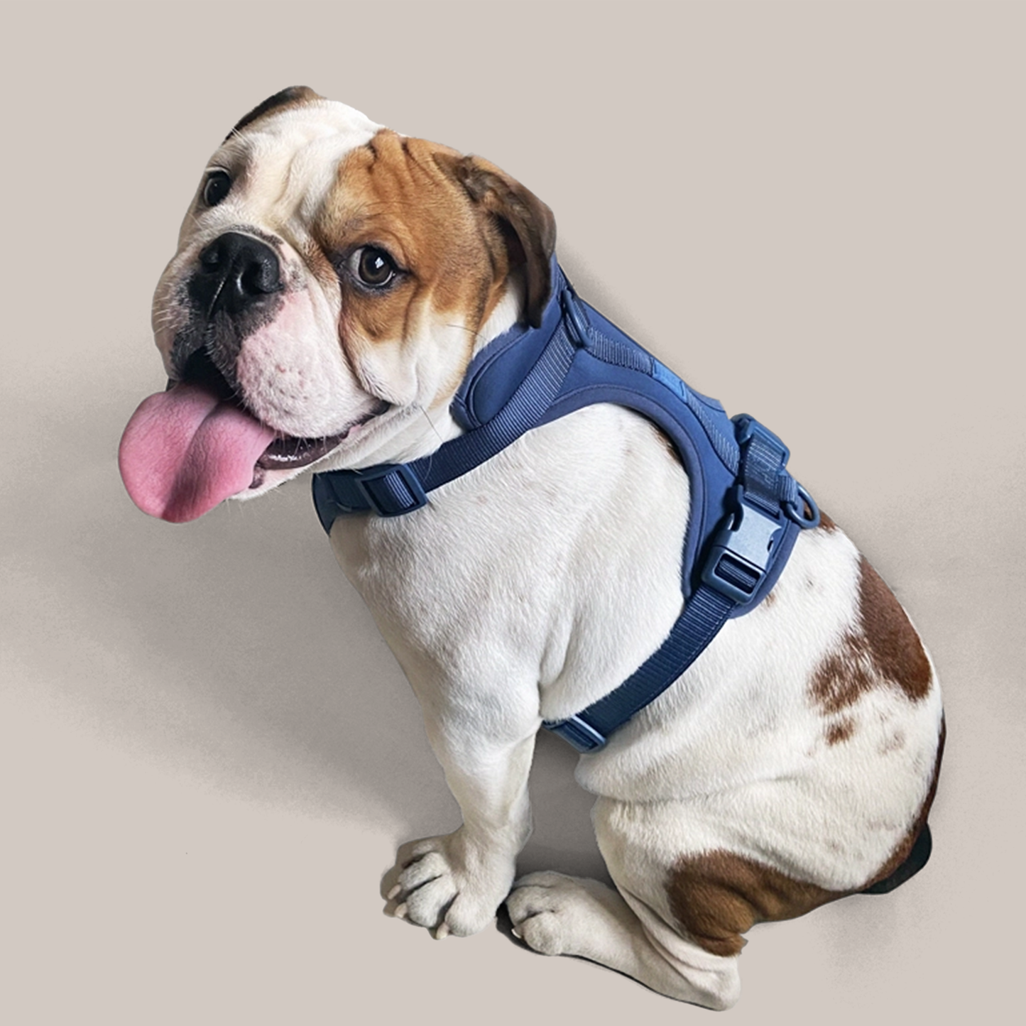 COME HERE BUDDY - Harness