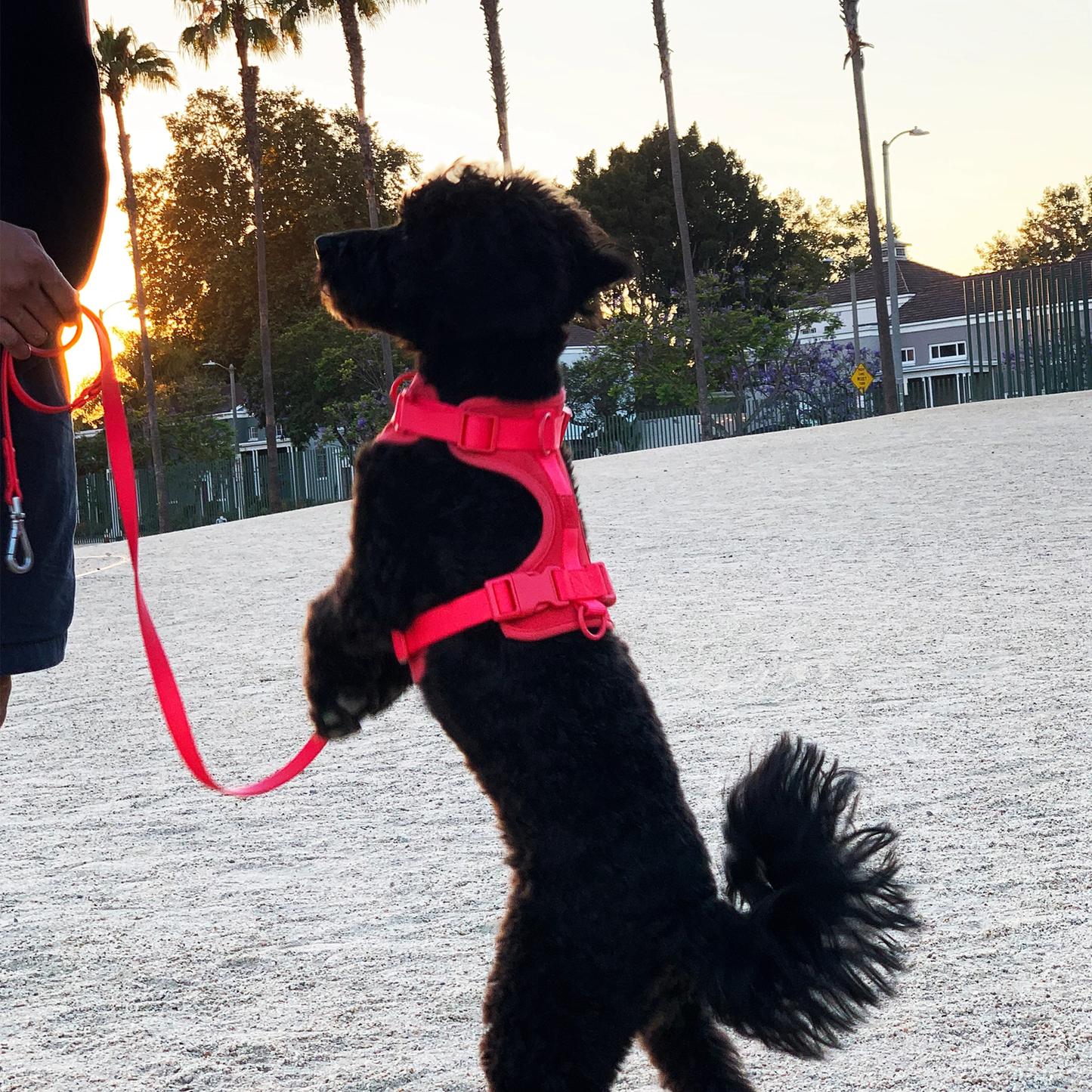 COME HERE BUDDY - Harness