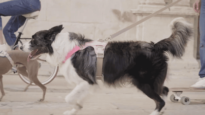 QISU Harnesses