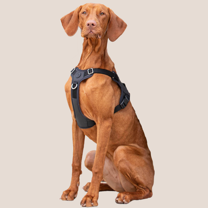 QISU Harnesses