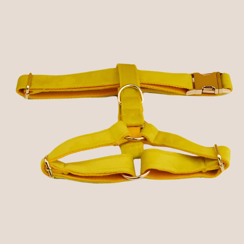 Personalized Pet ID Collar, Harness Leash & Accessories Set Yellow Velvet