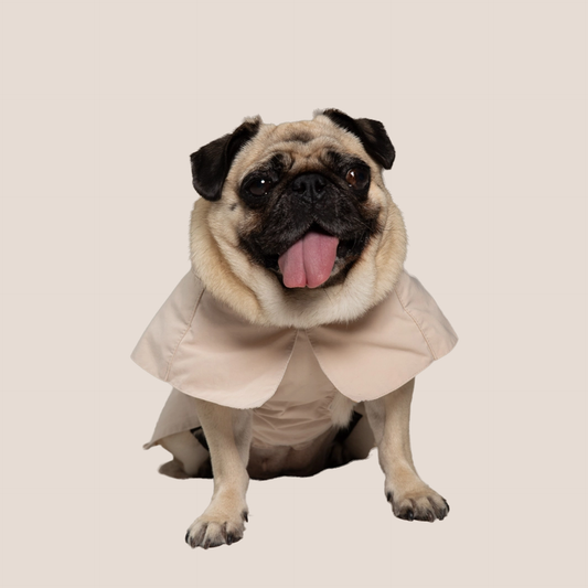 Timeless Pet Trench Coat