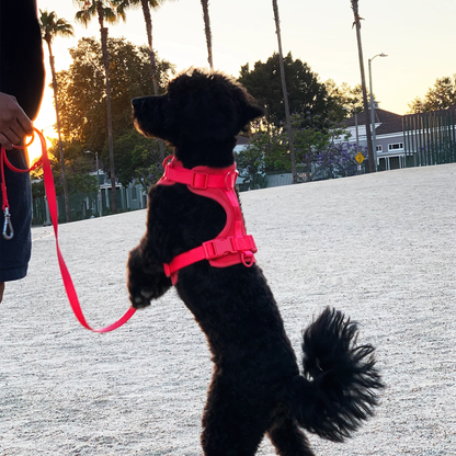 COME HERE BUDDY - Harness